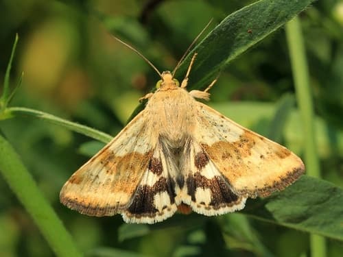 Heliothis adaucta