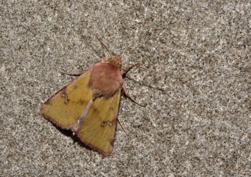 Heliothis incarnata