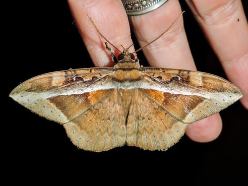 Opigena Hemeroblemma