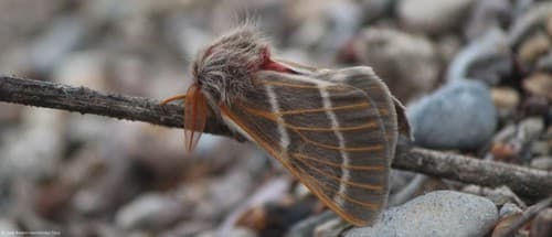 Red-backed Buck Moth