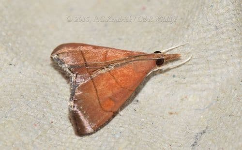 Hemiscopis sanguinea