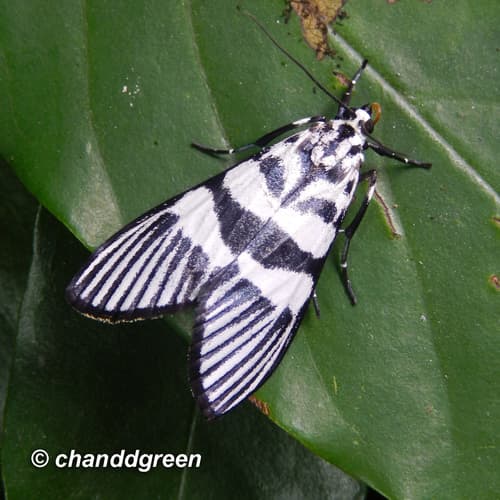 Oleander Moth