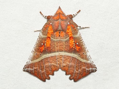 Herald Moth