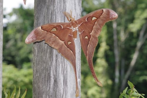Hercules Moth