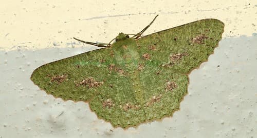 Herochroma cristata