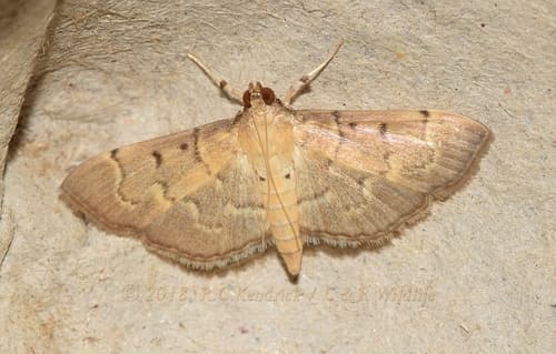 Ruddy Herpetogramma Moth