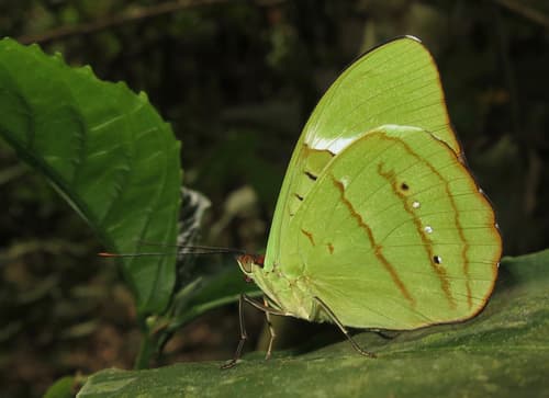 Hewitson's Olivewing