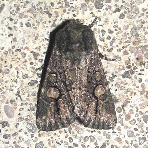 Serrated Hexorthodes Moth