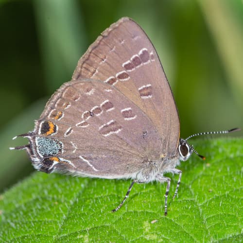 Hickory Hairstreak