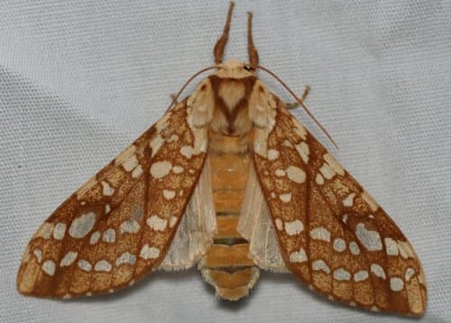 Hickory Tussock Moth
