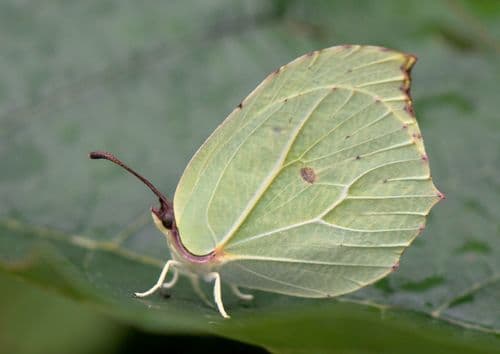 Himalayan Brimstone