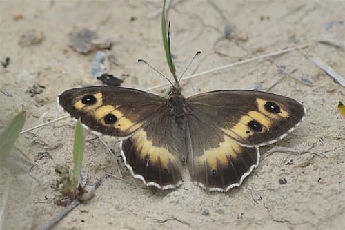 Steppe Grayling