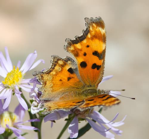Hoary Comma