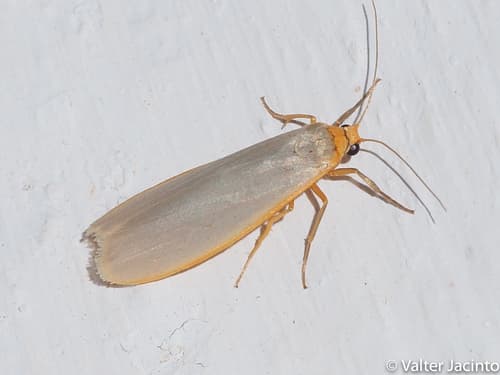 Hoary Footman