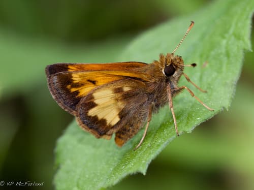Hobomok Skipper