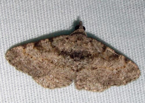 Hollow-spotted Angle