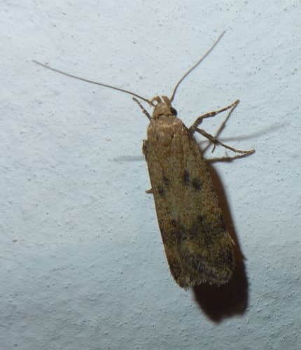 Hollyhock Seed Moth