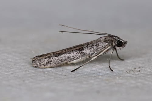 N/A (no widely accepted common name)