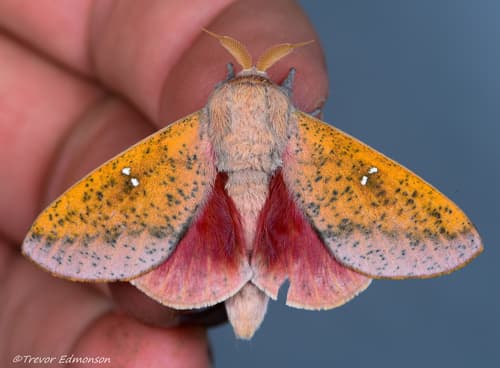 Honey Locust Moth