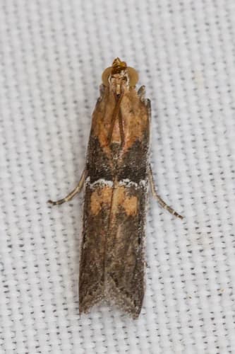Honeysuckle Borer Moth