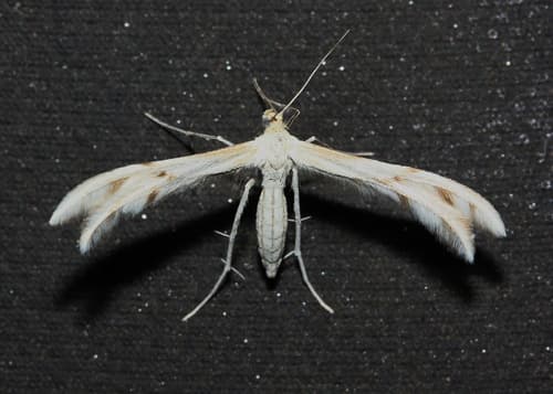 Horehound Plume Moth