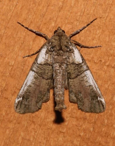 Smeared Dagger Moth