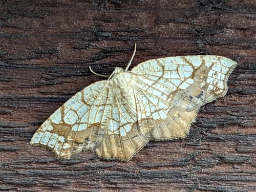 Horned Spanworm Moth