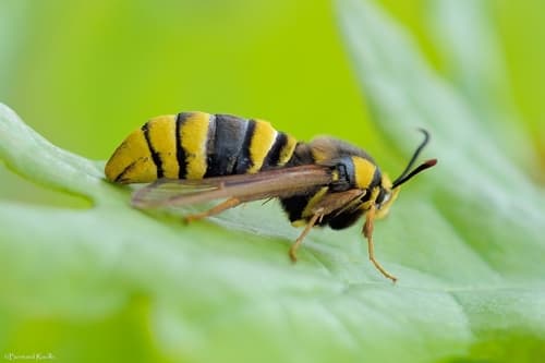 Hornet Moth