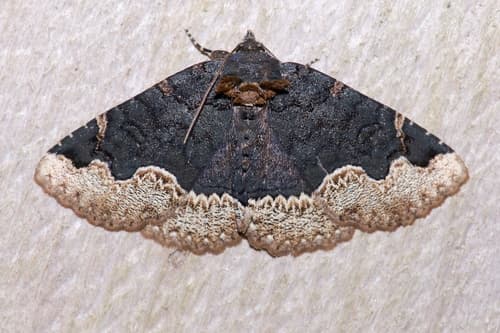 Horrid Zale Moth