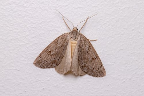 Horse Chestnut Moth