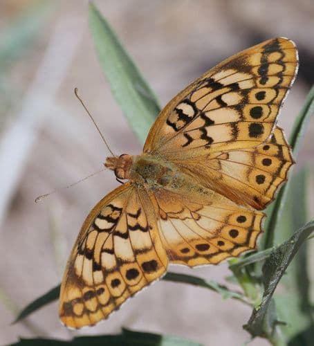 Hortensia Fritillary