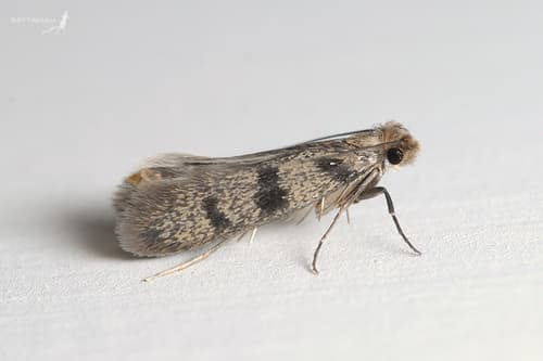 Household Casebearer