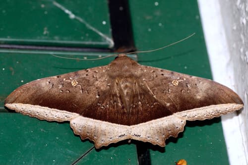 Giant Owlet Moth