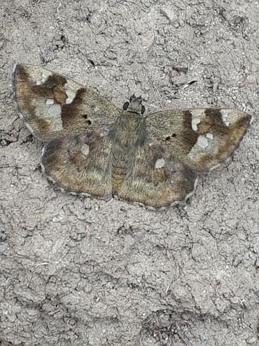 Hyaline Dotted Elfin