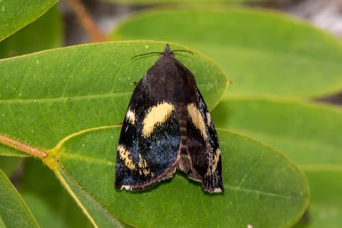 Teak Defoliator Moth