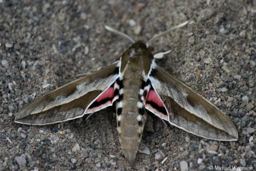 Annei's Spurge Hawk-moth