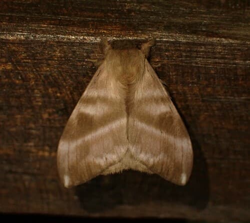 Metabus Moth