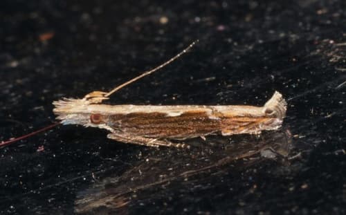 Hypatima spathota
