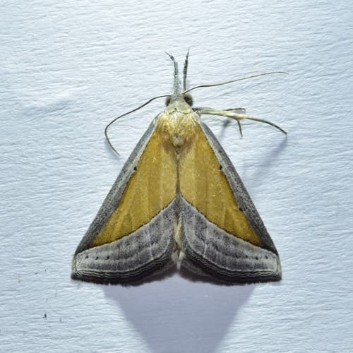 Hypena conscitalis