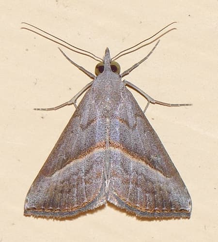 Hypena degesalis