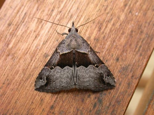 No common name found