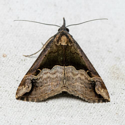 Indian Snout Moth