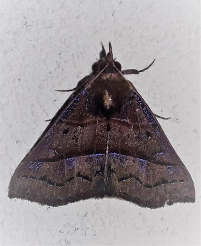 Lollia Snout Moth