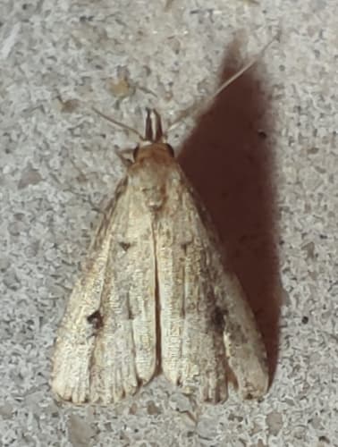 Calusa Litter Moth
