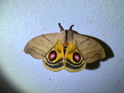 Incised Emperor Moth