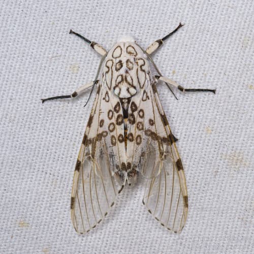 Caudate Tiger Moth