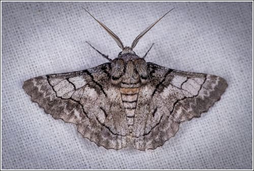 Hypobapta diffundens