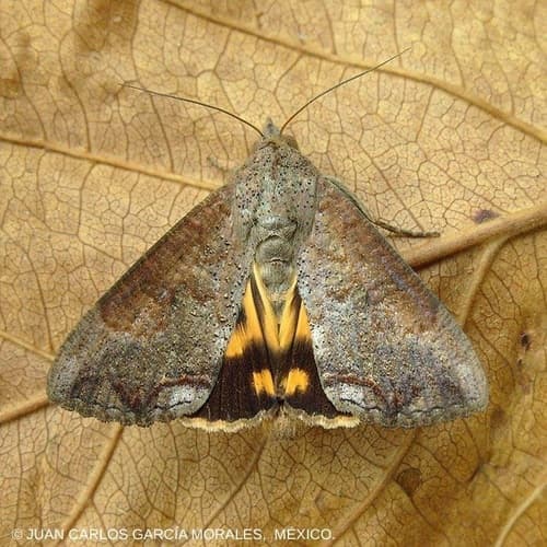 Hypocala Moth
