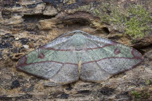 Hyadaria Moth
