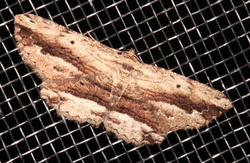 No widely recognized common name